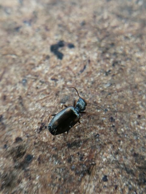 Syntomus obscuroguttatus - négyfoltos gyökérfutó