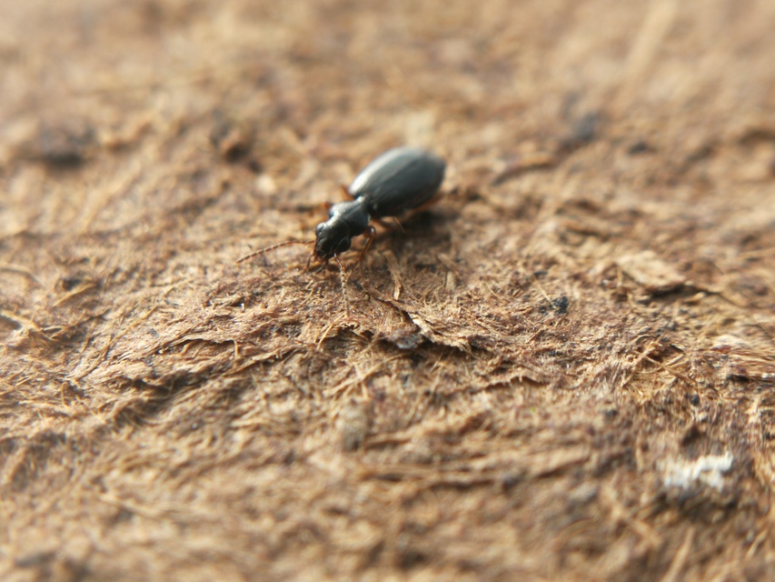 Syntomus pallipes - sárgalábú gyökérfutó