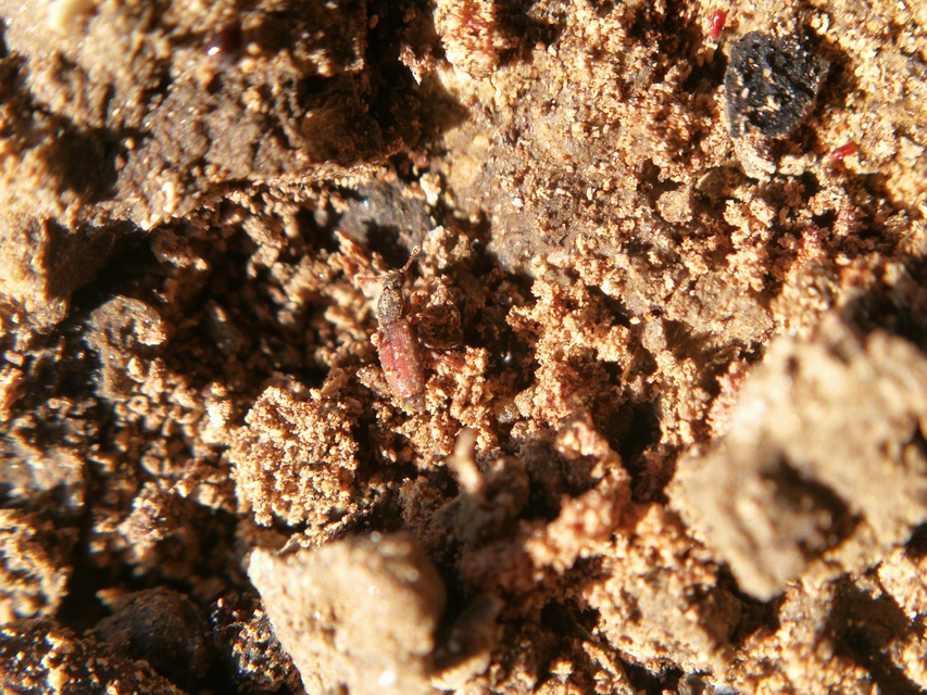 Monotomidae - törekbogárfélék