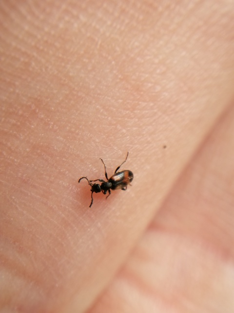 Anthicus antherinus - közönséges fürgebogár
