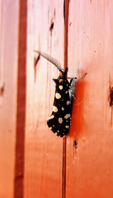Euplocamus anthracinalis - fésűscsápú korhadékmoly