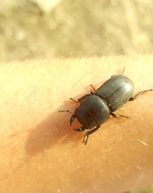Dorcus parallelipipedus - kis szarvasbogár
