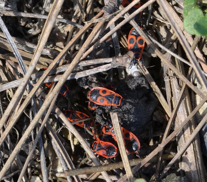 Pyrrhocoris apterus - verőköltő poloska