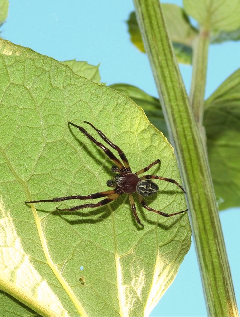 Larinioides cornutus - nádi keresztespók