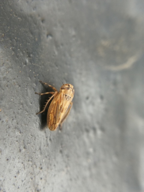 Anaceratagallia ribauti