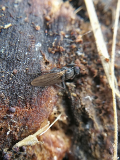 Sphaeroceridae - trágyalegyek