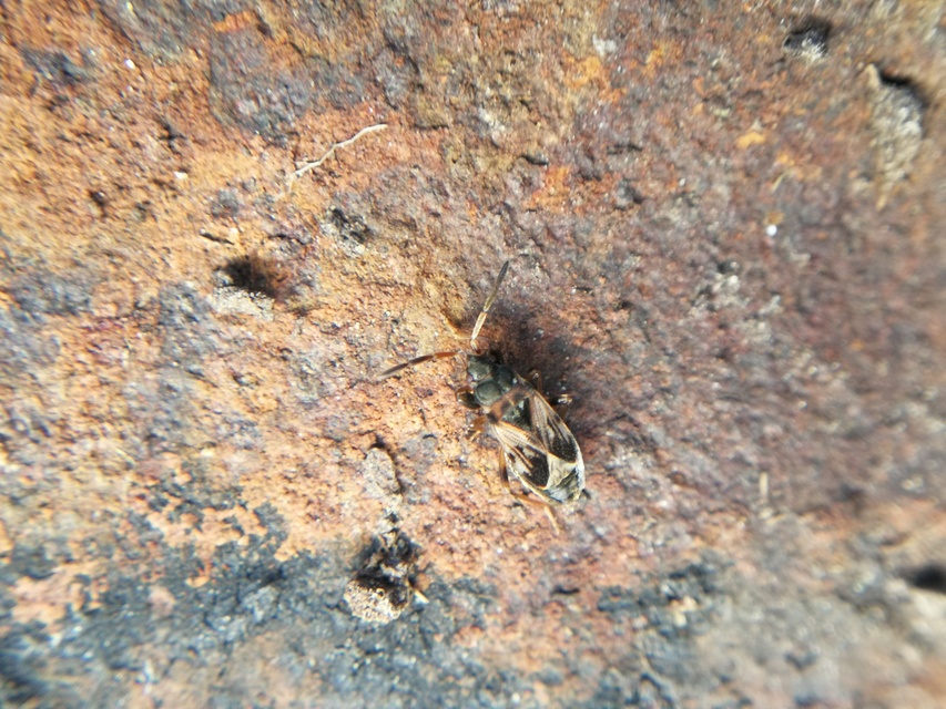 Scolopostethus affinis - tarka csalánbodobács