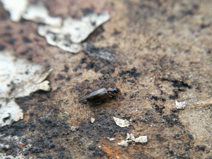 Philorhizus notatus - sárgavállú kéregfutó