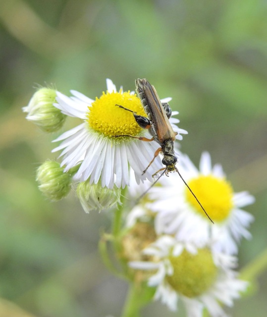 Oedemera podagrariae - székfű-álcincér