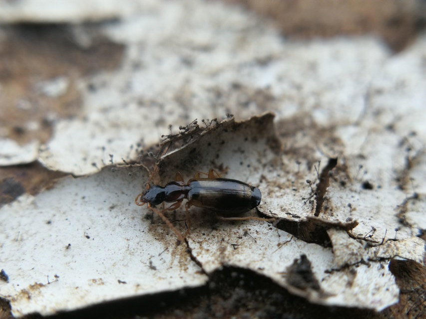 Philorhizus notatus - sárgavállú kéregfutó