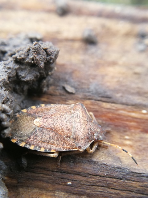 Peribalus strictus - tavaszi címerespoloska Peribalus strictus - tavaszi címerespoloska