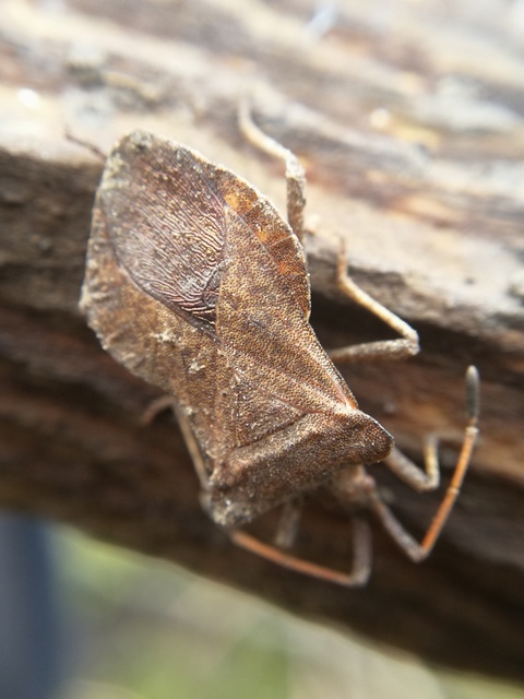 Coreus marginatus - közönséges karimáspoloska