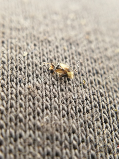 Anthocoridae - virágpoloskák Anthocoridae - virágpoloskák
