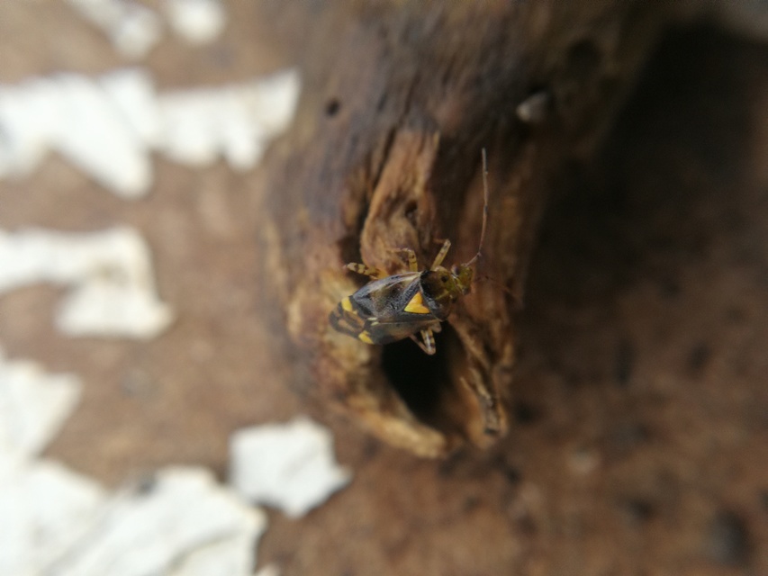 Liocoris tripustulatus - hárompettyes mezeipoloska