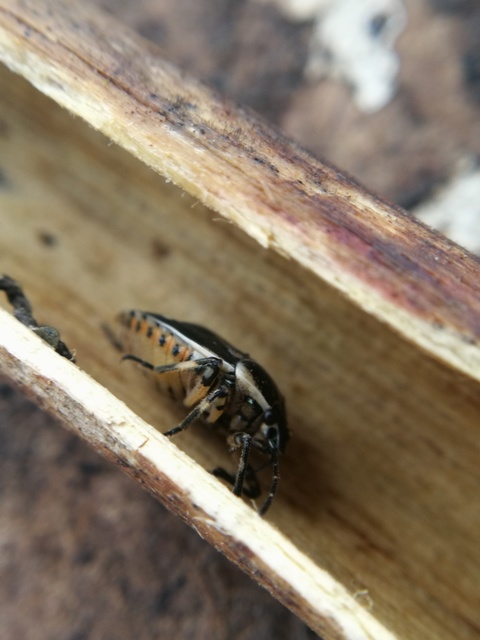 Eurydema oleracea - paréjpoloska Eurydema oleracea - paréjpoloska
