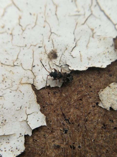 Scolopostethus