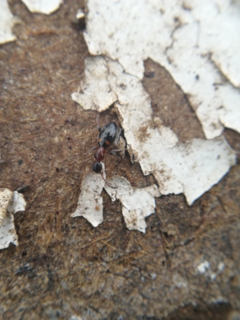Anthelephila pedestris - hangyaszerű fürgebogár