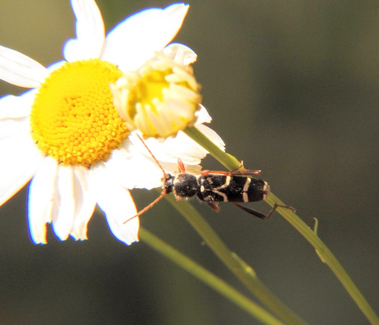 Clytus rhamni - benge-darázscincér