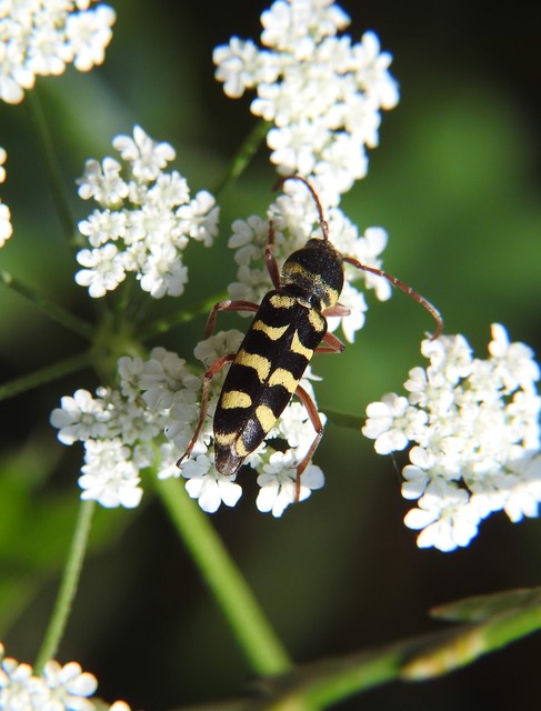 Echinocerus floralis - lucerna-darázscincér
