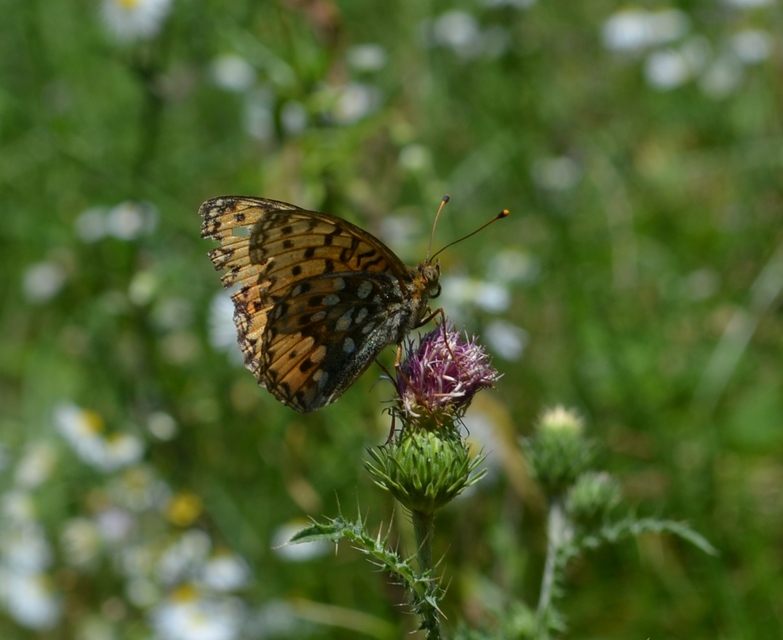 Argynnis aglaja - kerekfoltú gyöngyházlepke