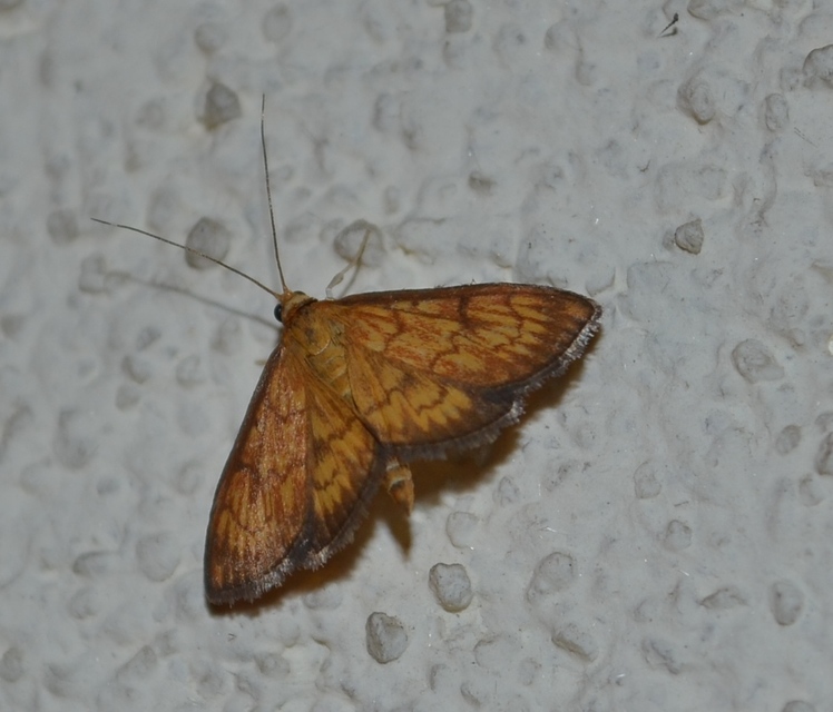 Ecpyrrhorrhoe rubiginalis - rozsdavörös tűzmoly