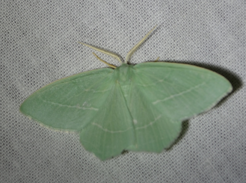Hemistola chrysoprasaria - kékes zöldaraszoló