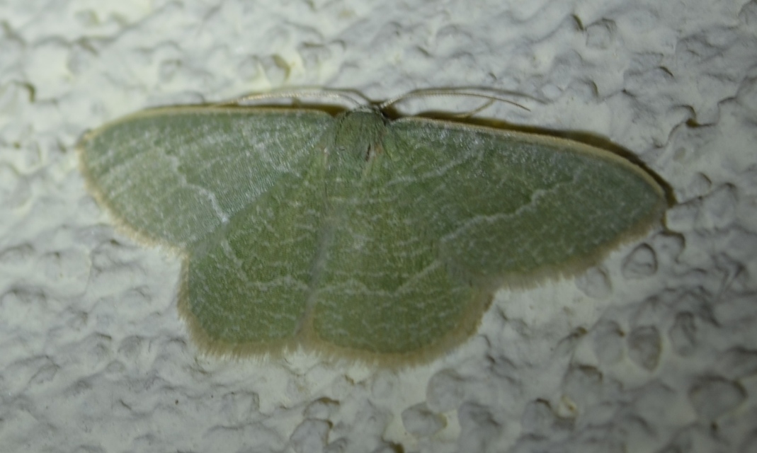 Phaiogramma etruscaria - fehérpettyes zöldaraszoló