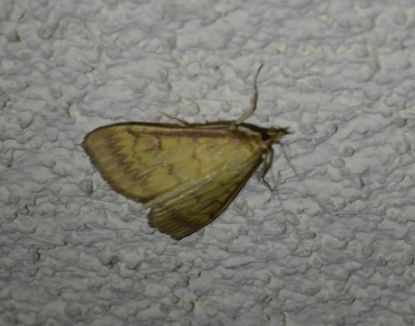 Ostrinia nubilalis - kukoricamoly