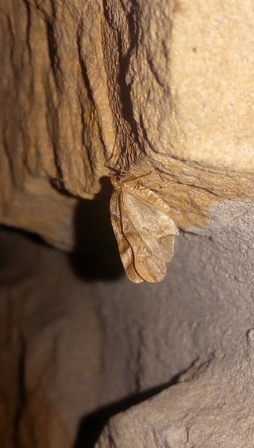 Operophtera brumata - kis téliaraszoló