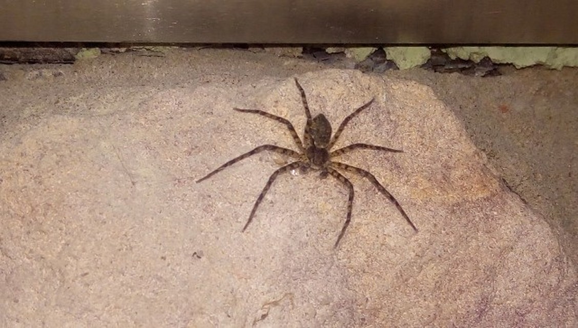 Philodromus margaritatus - bükkfa-fürgekarolópók