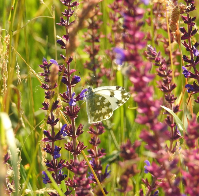 Pontia edusa - rezedalepke