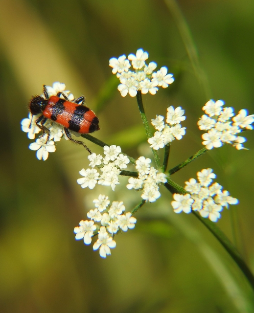 Trichodes apiarius - szalagos méhészbogár