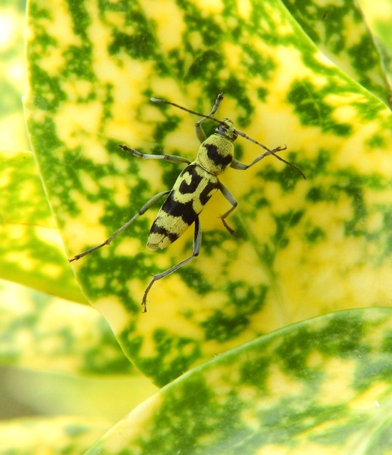 Chlorophorus varius - díszes darázscincér