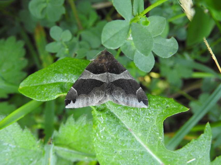 Dysgonia algira - déli porcelánbagoly