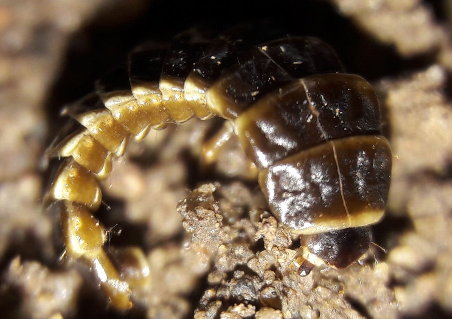 Lycidae - hajnalbogárfélék