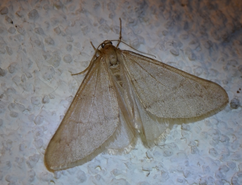 Alsophila aceraria - juhararaszoló