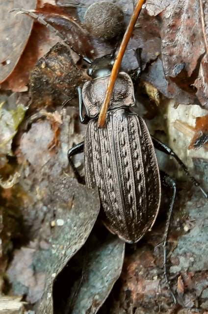 Carabus granulatus - mezei futrinka