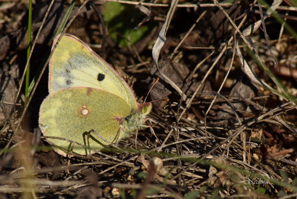 Colias croceus - sáfránylepke