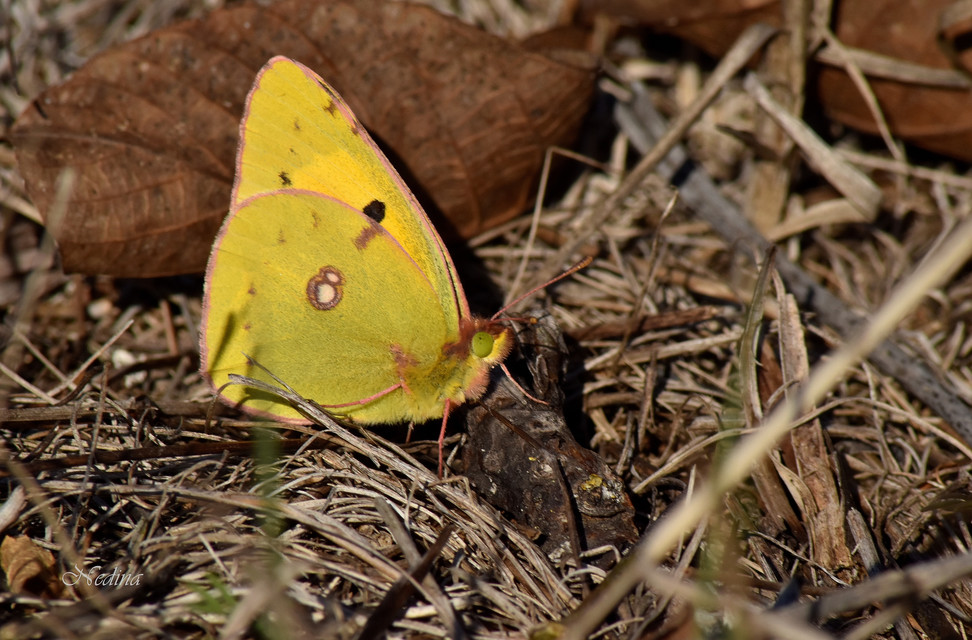 Colias croceus - sáfránylepke