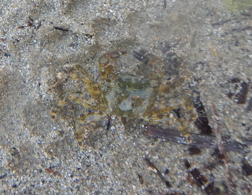 Pachygrapsus