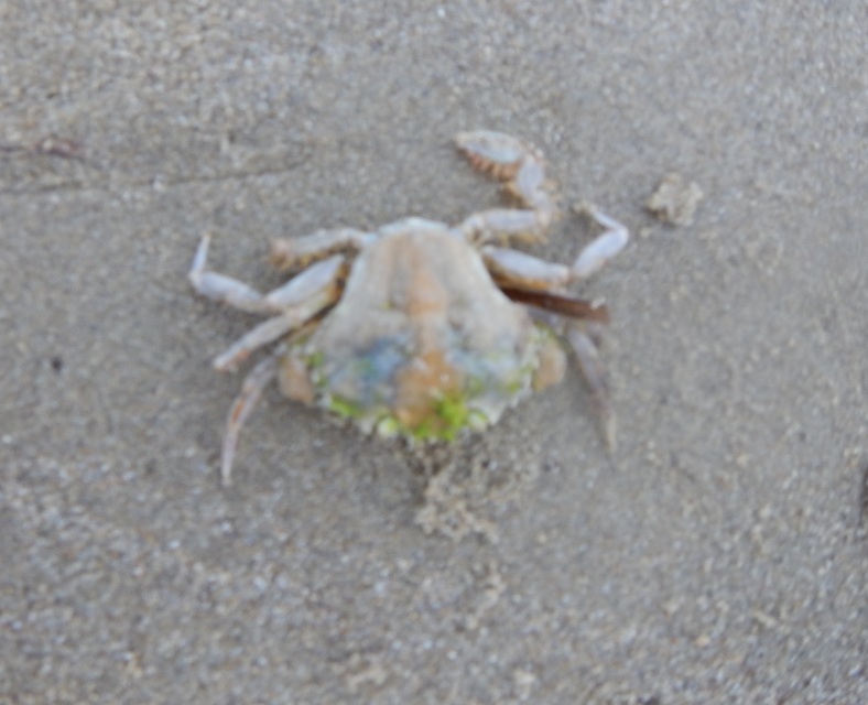 Crustacea - Rákok