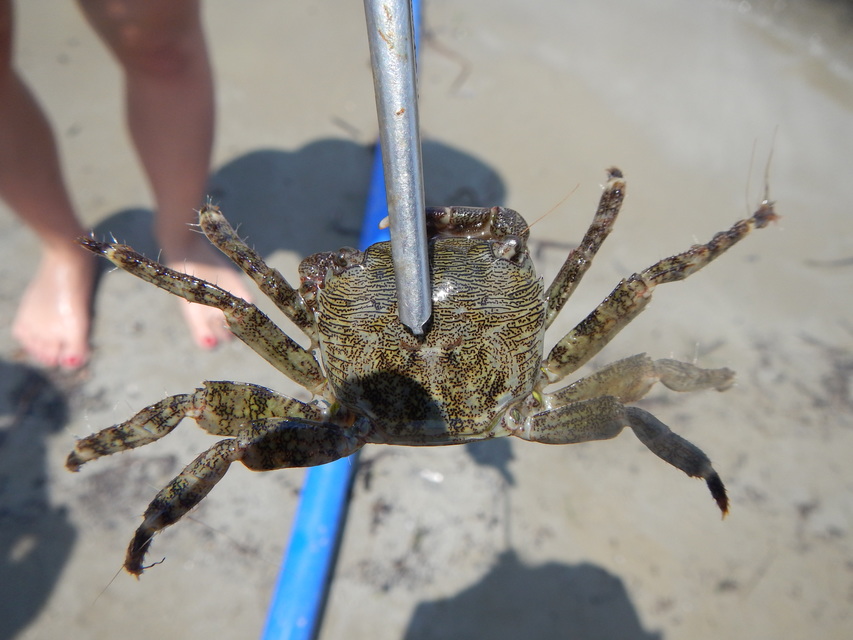 Pachygrapsus marmoratus