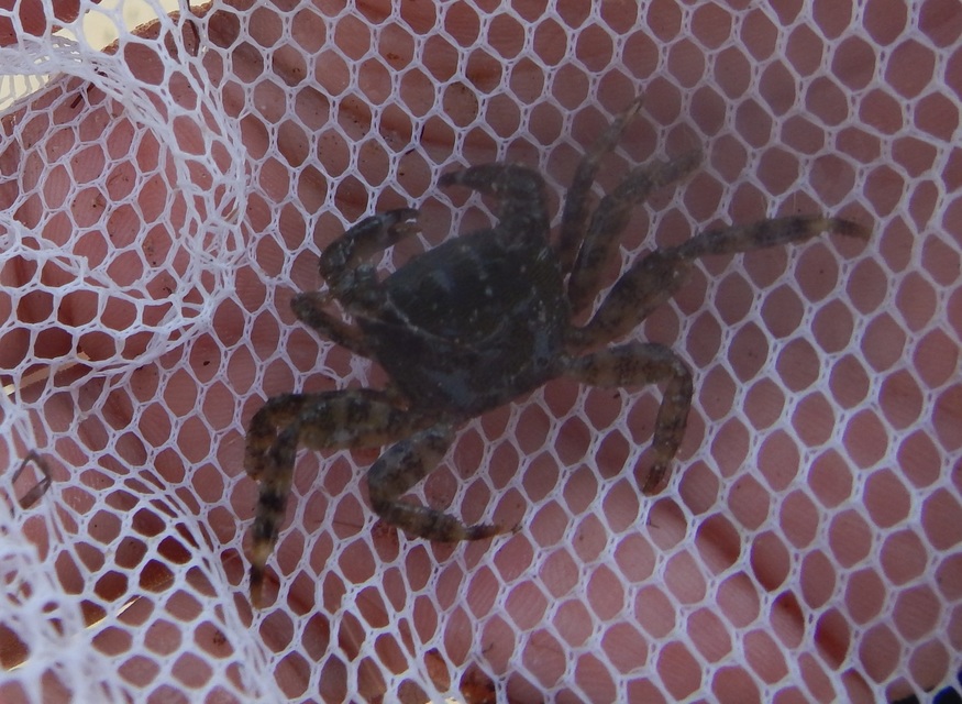 Crustacea - Rákok
