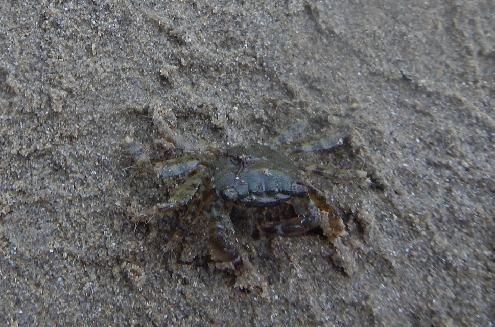 Pachygrapsus