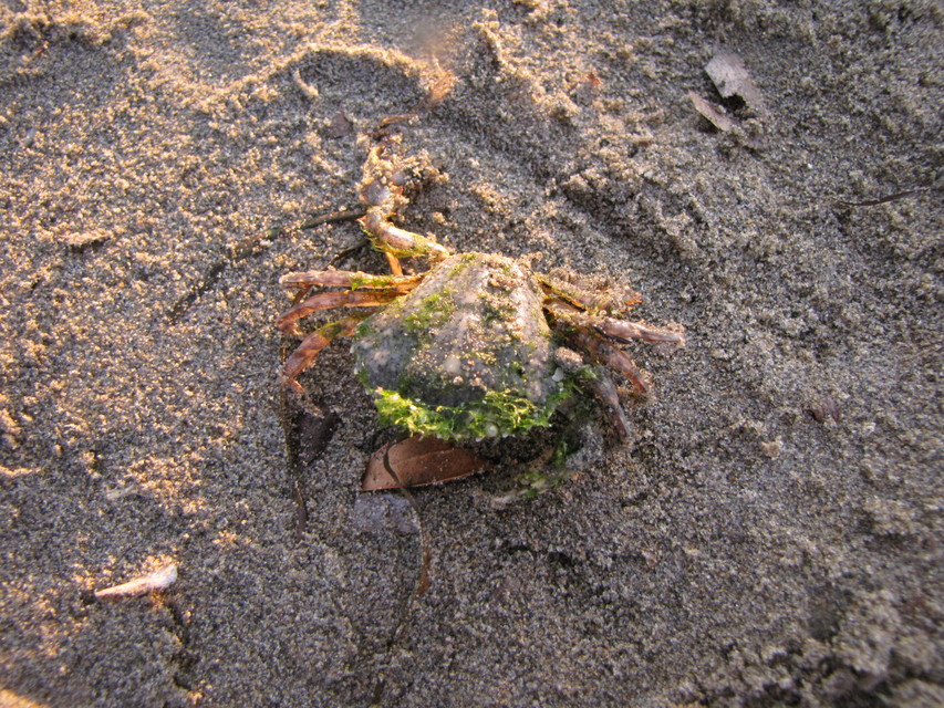 Crustacea - Rákok