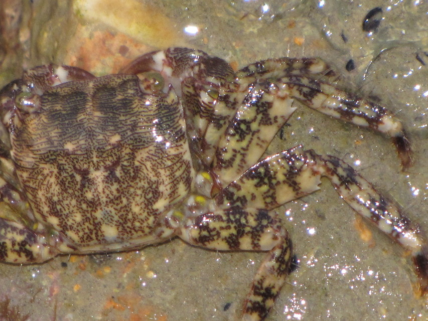 Pachygrapsus marmoratus