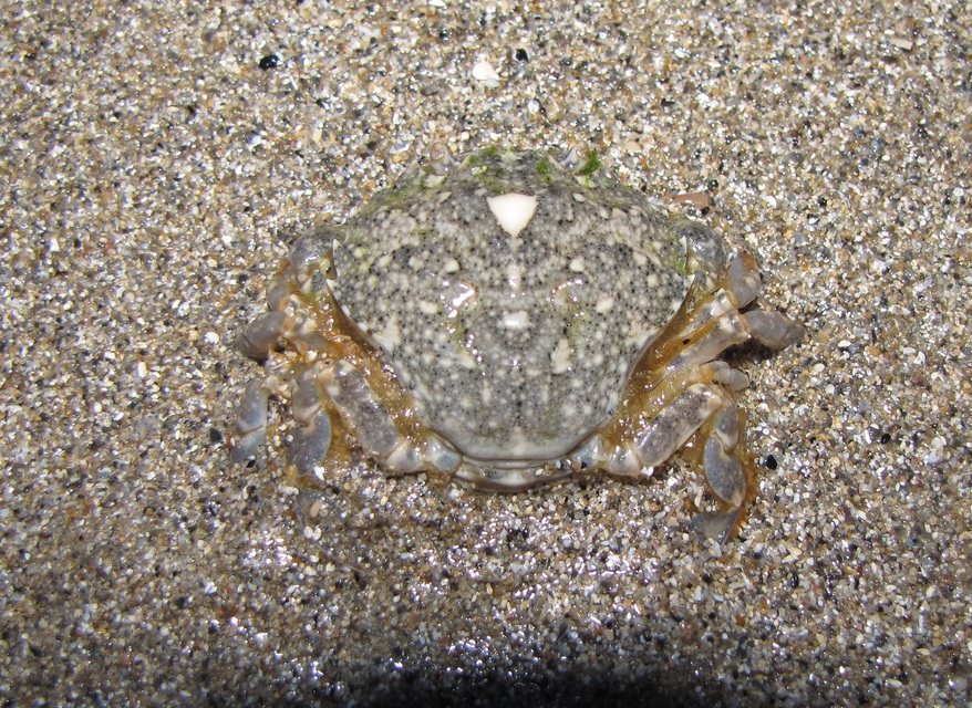 Crustacea - Rákok