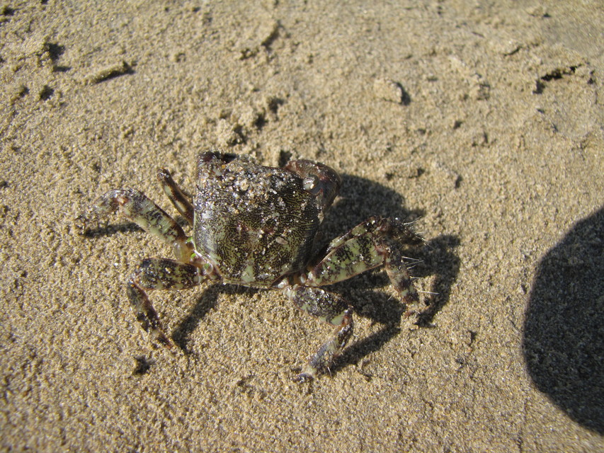 Pachygrapsus