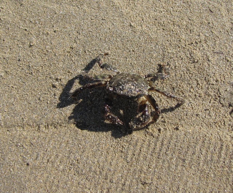 Crustacea - Rákok