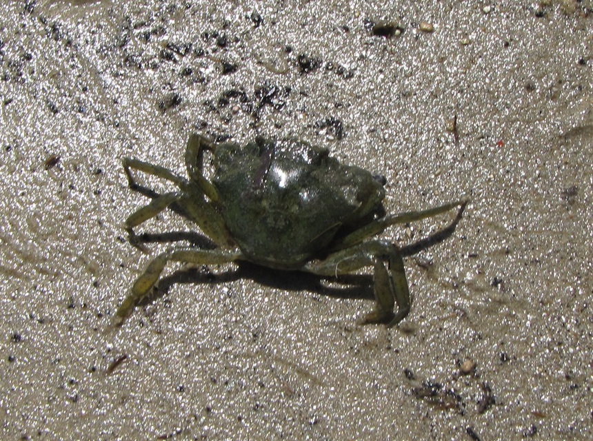 Crustacea - Rákok